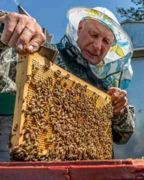 Beekeeper's work, the beekeeper examines, checks and corrects the frames Stock Photos