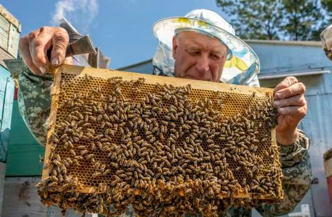 Beekeeper's work, the beekeeper examines, checks and corrects the frames Stock Photos