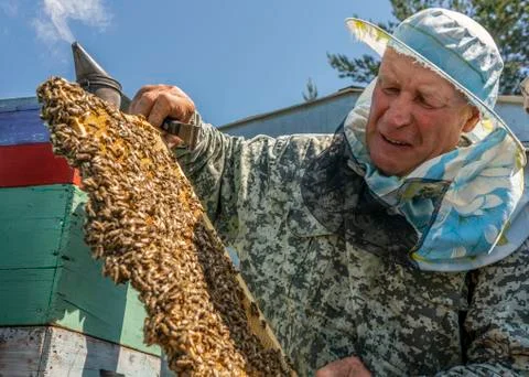 Beekeeper's work, the beekeeper examines, checks and corrects the frames Stock Photos