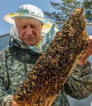 Beekeeper's work, the beekeeper examines, checks and corrects the frames Foto stock