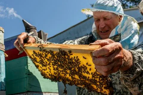 Beekeeper's work, the beekeeper examines, checks and corrects the frames Stock Photos