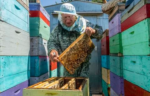 Beekeeper's work, the beekeeper examines, checks and corrects the frame Stock Photos