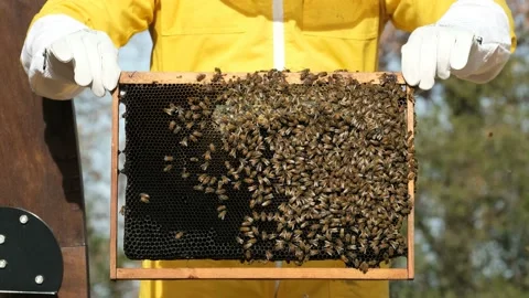 Beekeepers work with bees in the apiary Stock Footage 170646258