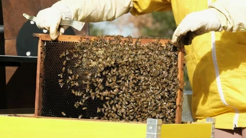 Beekeepers work with bees in the apiary Stock Footage 170646441