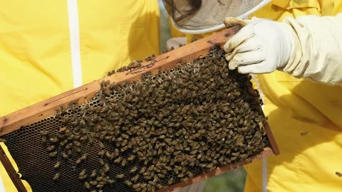 Beekeepers work with bees in the apiary Video stock 170647258