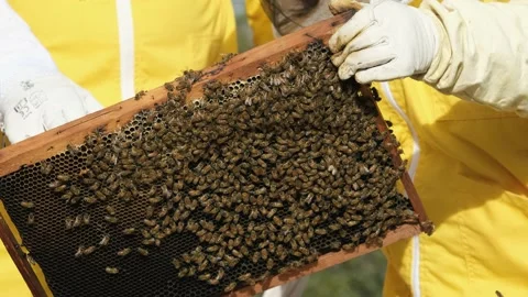 Beekeepers work with bees in the apiary Stock Footage 170647393