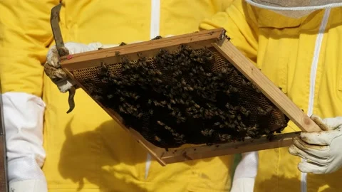 Beekeepers work with bees in the apiary Stock Footage 170647676
