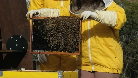 Beekeepers work with bees in the apiary Stock Footage 170648011