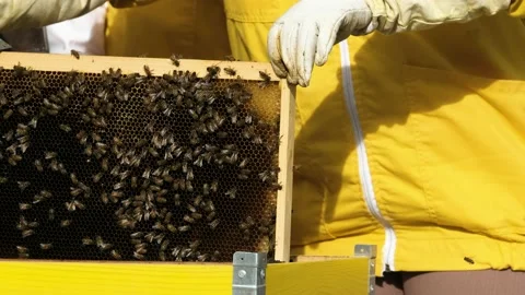 Beekeepers work with bees in the apiary Stock Footage 170648323