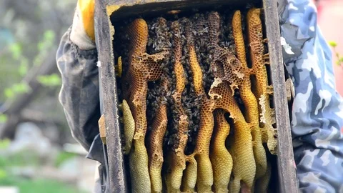 Beekeepers in work Stock Footage 71477510