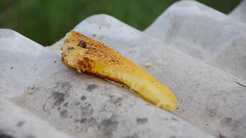 Beekeepers in work Stock Footage 71478007