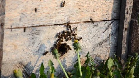Beekeepers in work Stock Footage 71502195