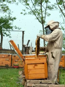 The beekeepers work. Stock Photos