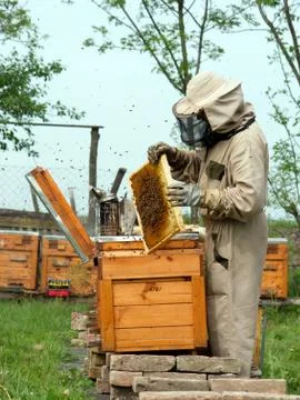 The beekeepers work. Stock Photos