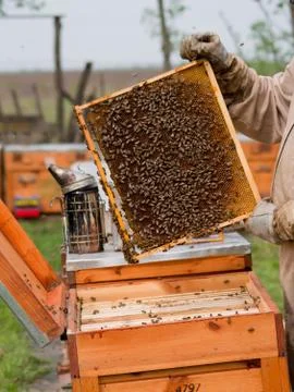 The beekeepers work. Stock Photos