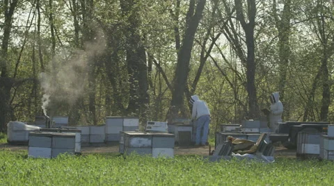 Beekeepers working in bee farm Video stock 50169719