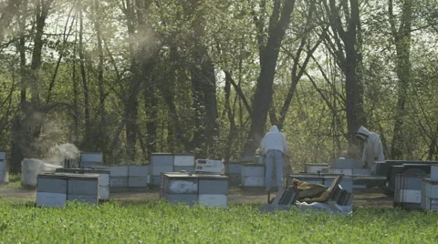 Beekeepers working in bee farm Stock Footage 50170167