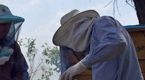 Beekeepers working with bee frame smokes the bees Stock-Footage 68648616