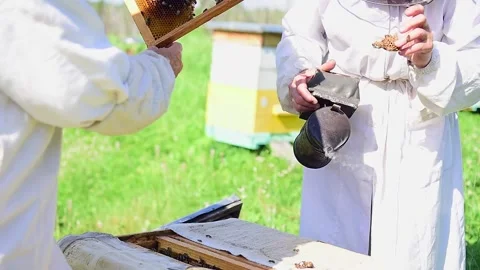 Beekeepers working with bees, hands close up. Stock Footage 167368164