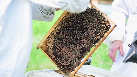 Beekeepers working with bees, hands close up. Video stock 167368201