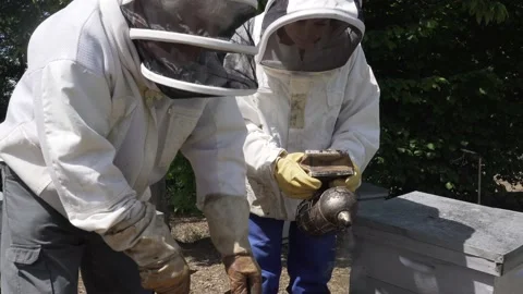 Beekeepers working with secured outfit Video stock 130369589