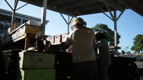 Beekeepers working with swarm of bees Stock Footage 66240913