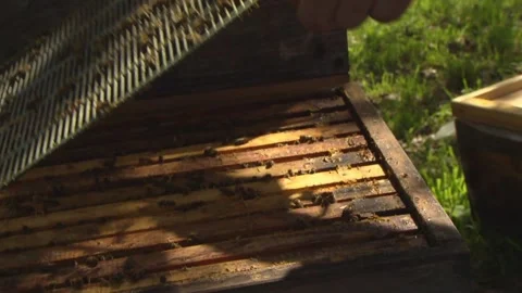 Beekeeping activity: opening hive for maintenance Stock Footage 329773833