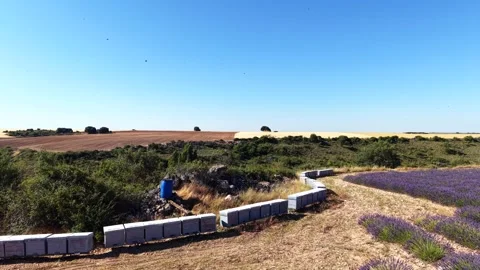 Beekeeping aerial view of beehives next to a lavender field Stock Footage 339931476