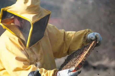 Beekeeping and bees Stock Photos