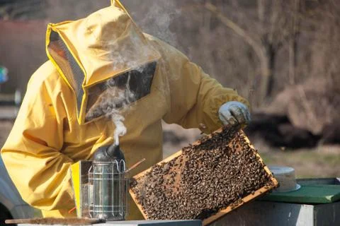 Beekeeping and bees Stock-Fotos