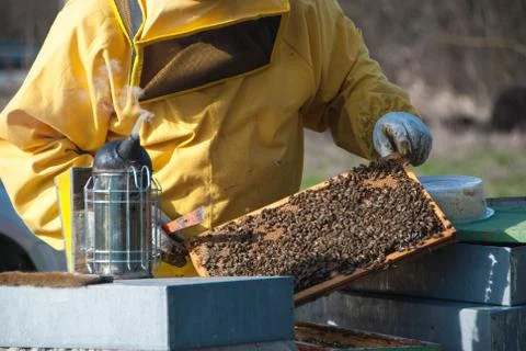 Beekeeping and bees Foto stock