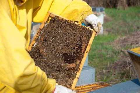 Beekeeping and bees Stock Photos