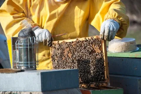 Beekeeping and bees Stock Photos