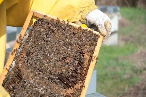 Beekeeping and bees Foto stock