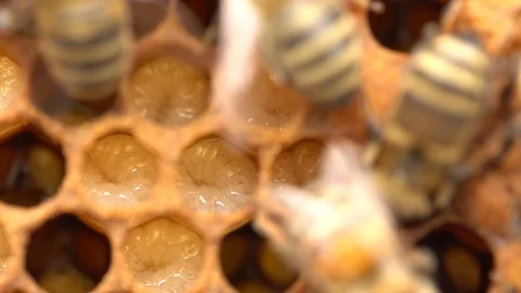 Beekeeping - bee brood, eggs, larvae and pupae of honey bees Video stock 126808031