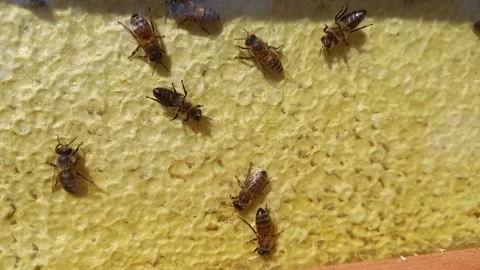 Beekeeping. Bee farm. Vital activity of live bees in a bee frame on honeycombs Stock Footage 167613820