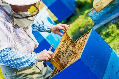 Beekeeping - Beekeeper checking hive Stock Photos