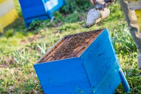 Beekeeping - Beekeeper checking hive Stock Photos