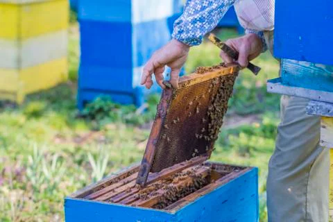 Beekeeping - Beekeeper checking hive Stock Photos