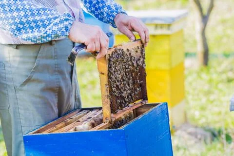 Beekeeping - Beekeeper checking hive Stock Photos