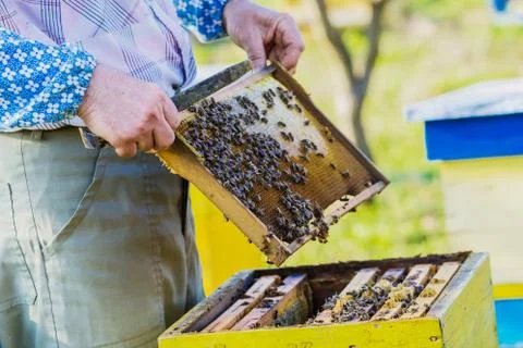 Beekeeping - Beekeeper checking hive Stock Photos