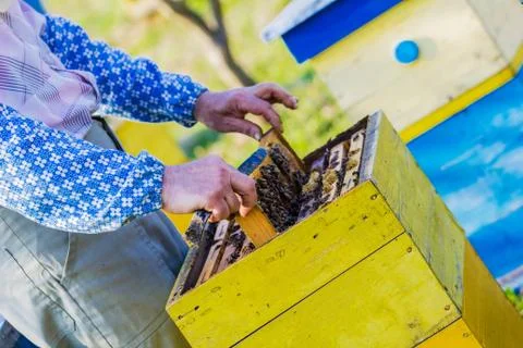 Beekeeping - Beekeeper checking hive Stock Photos