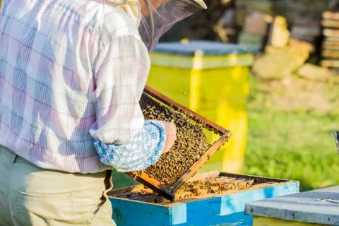 Beekeeping - Beekeeper checking hive Stock Photos