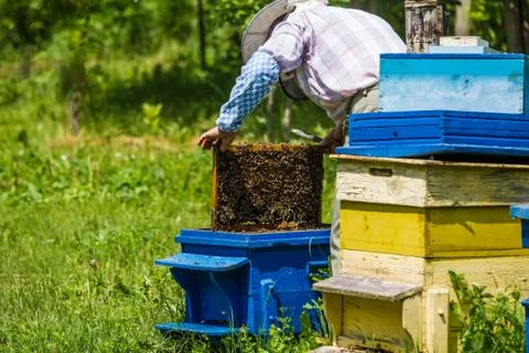 Beekeeping - Beekeeper checking hive Stock Photos