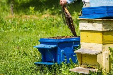 Beekeeping - Beekeeper checking hive Stock Photos