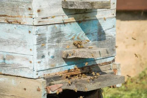 Beekeeping, beekeeper at work, bees in flight Stock Photos