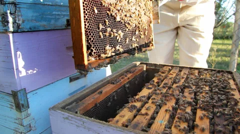 Beekeeping, bees and hives Stock Footage 33984082