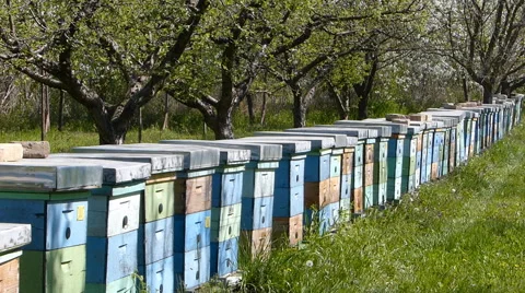 Beekeeping, bees and hives Stock Footage 49365808
