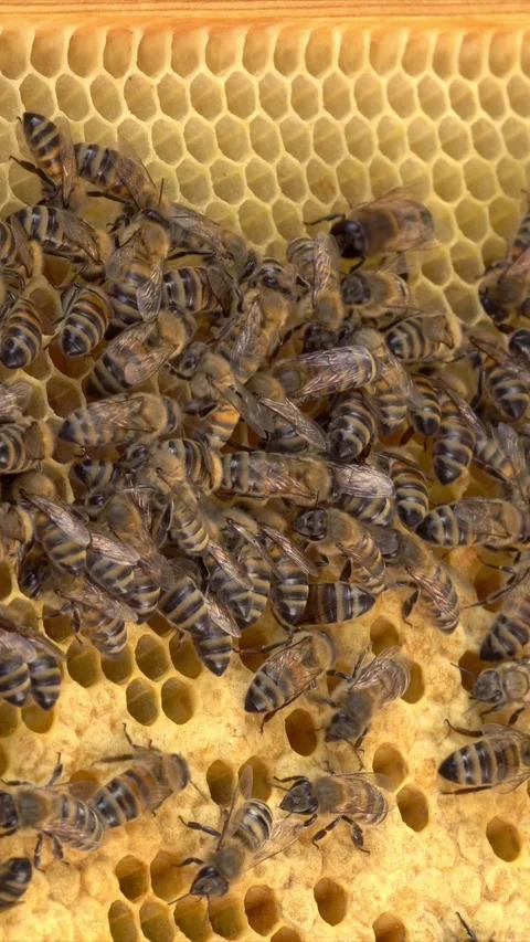 Beekeeping, capped cells, sealed cells in a honeycomb Stock Footage 316809863