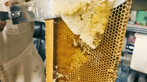 Beekeeping. Close up beekeeper cuts wax from a honeycomb with honey. golden Stock Footage 203441310